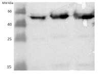 MPK4 | Mitogen-activated protein kinase 4 in the group Plant/Algal Antibodies / Developmental Biology / Cytoskeleton at Agrisera AB (Antibodies for research) (AS12 2107)